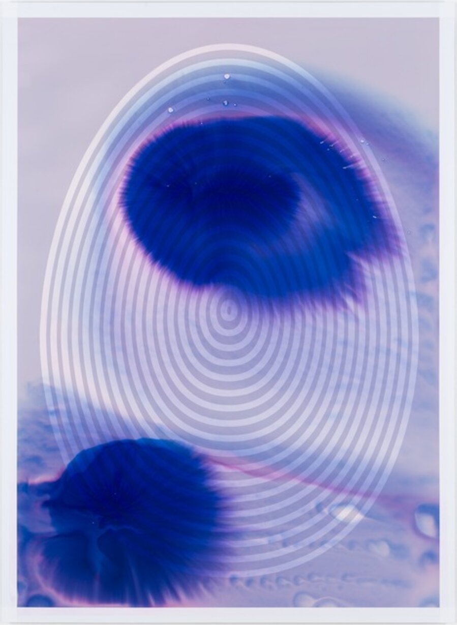 Fertilized Target Egg (Violent Violett)