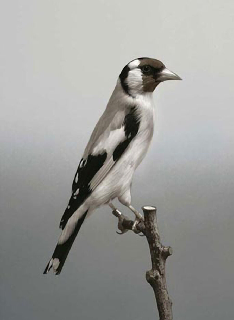 Birds (#6)