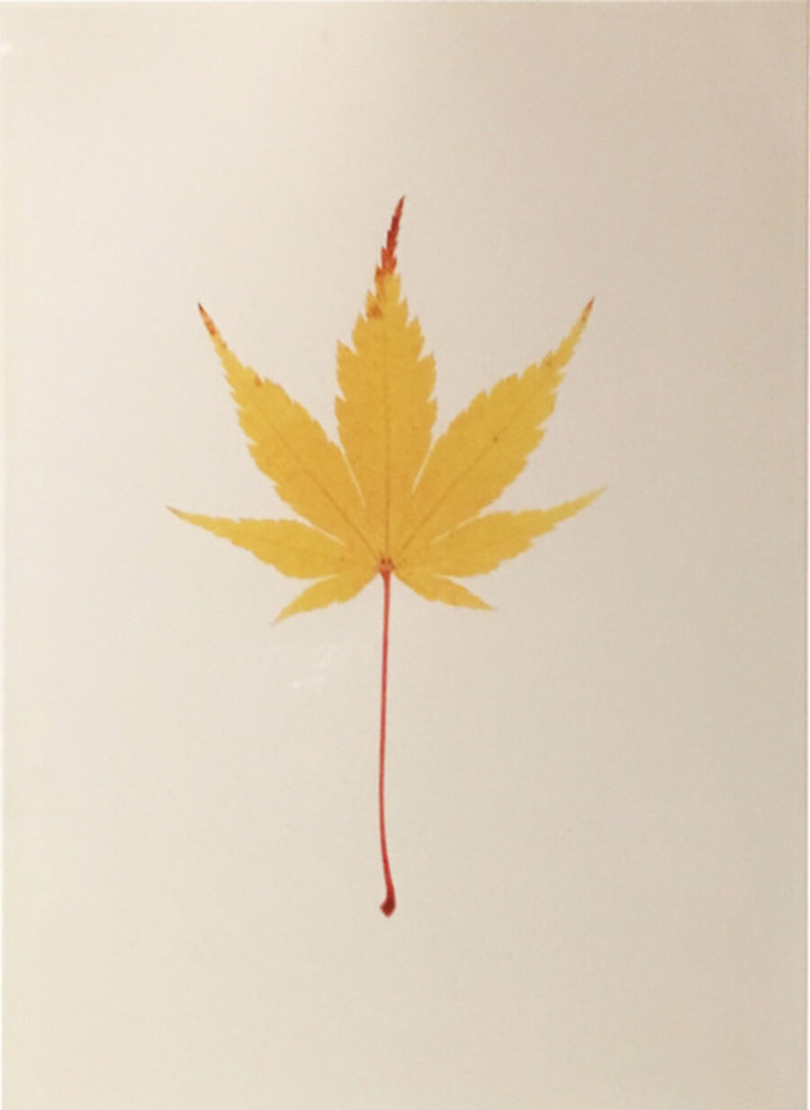 Acer Leaf