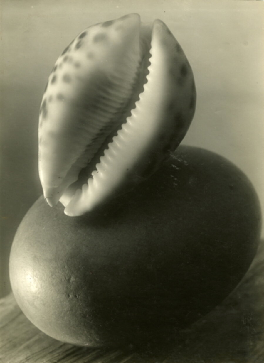 Untitled (Sea shell still life)