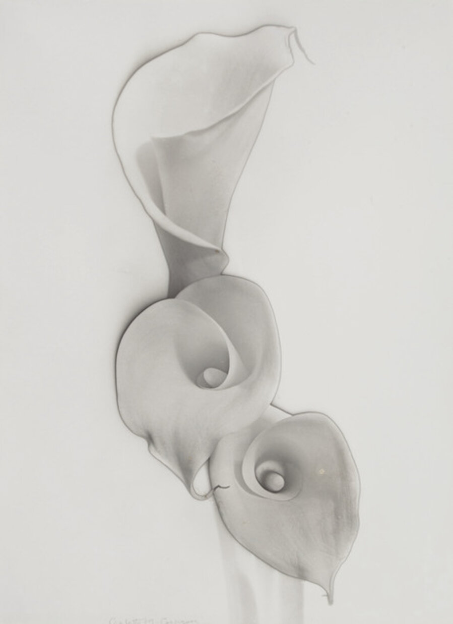 Solarized Calla Lilies