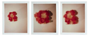 Set of Three Polaroid Photographs of Flowers
