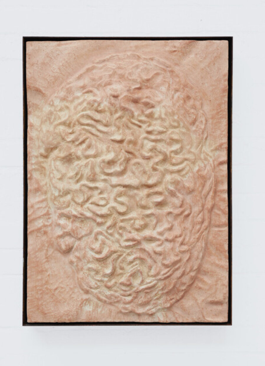 Gut Flora (Cerebrobacillus)