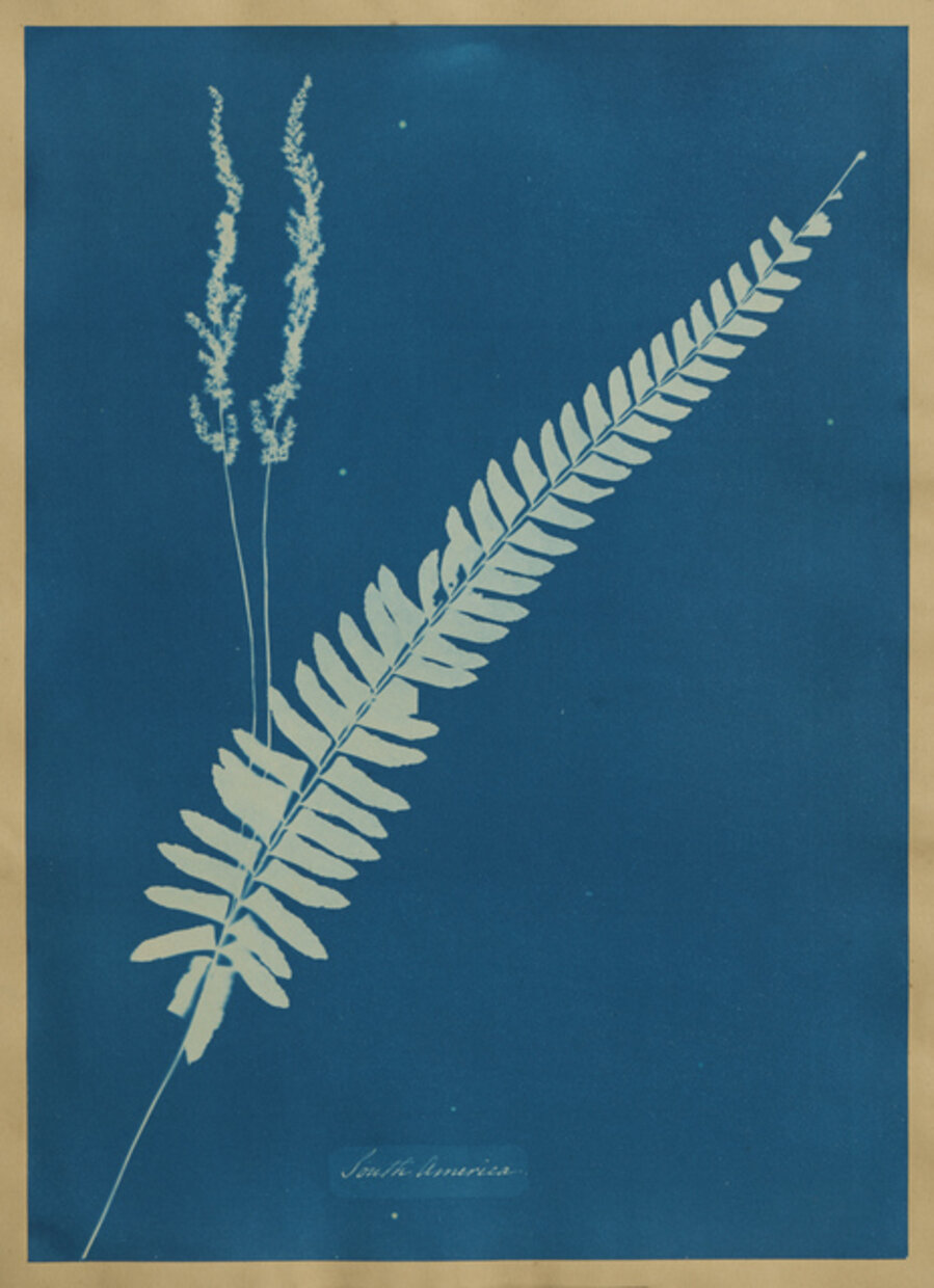 South America, from Cyanotypes of British and Foreign Flowering Plants and Ferns