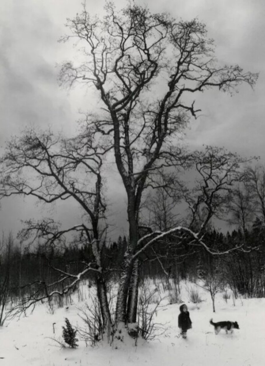 Finström, Åland Island, Finland (Dog and Boy Under Tree)