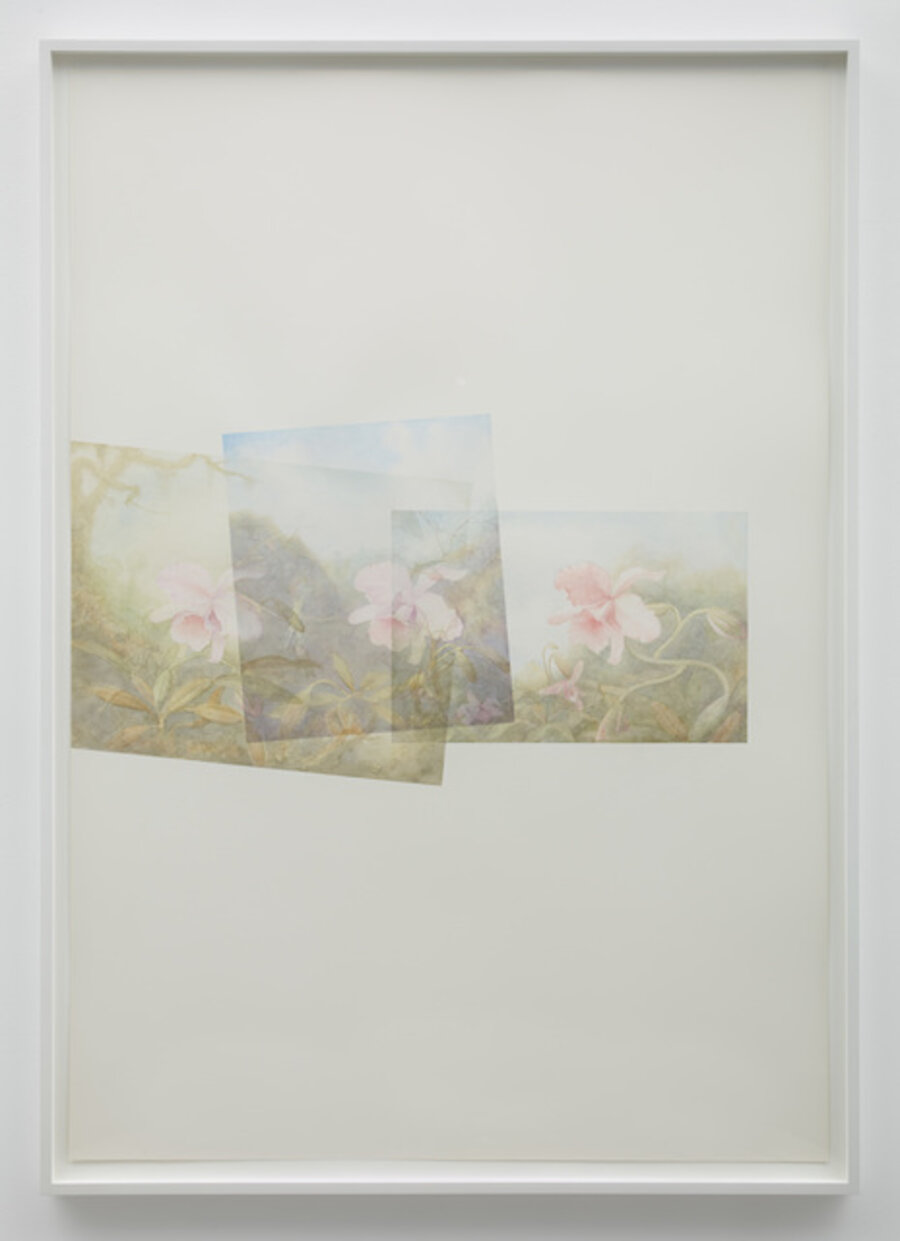 Close-up, No People, Scenics