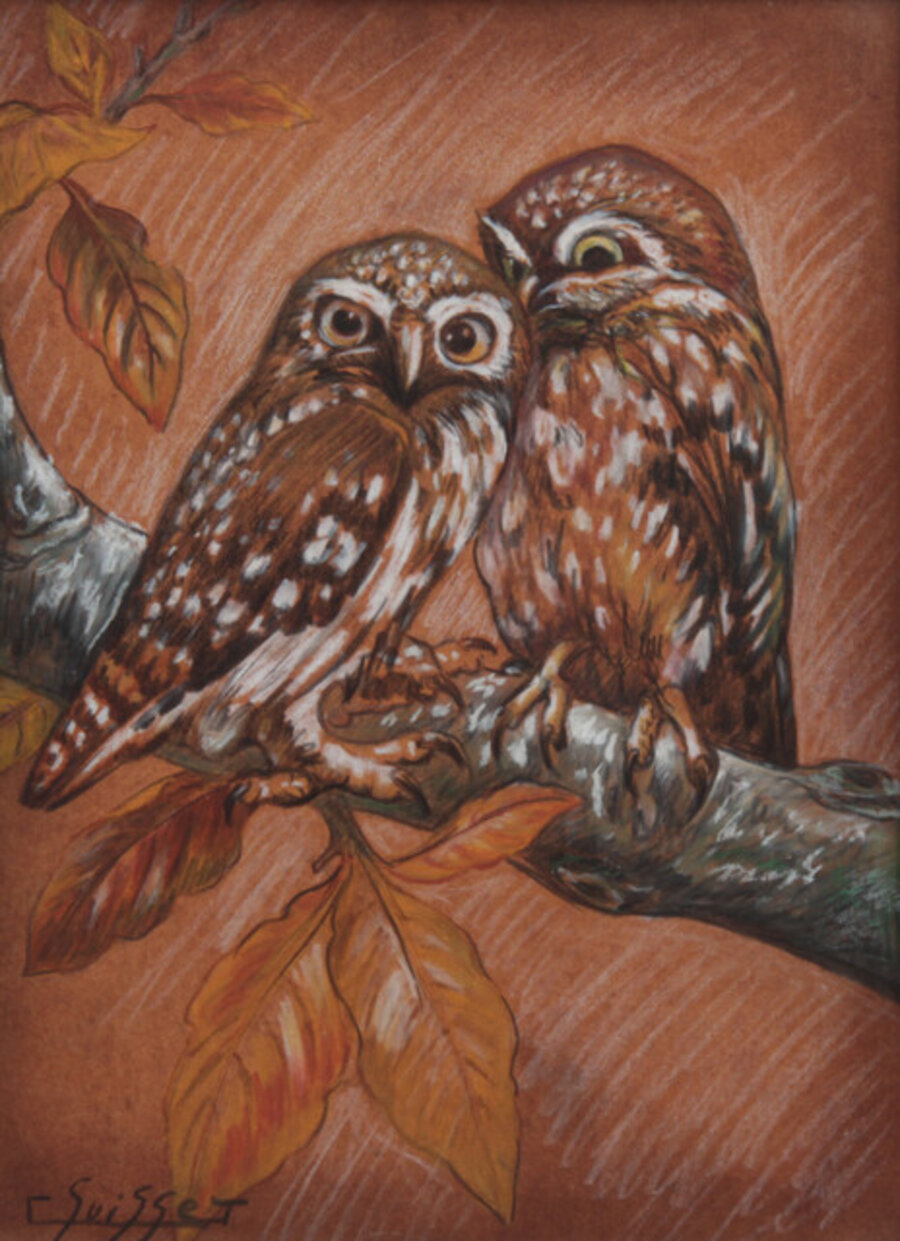 Couple of little owls (Athene noctua)