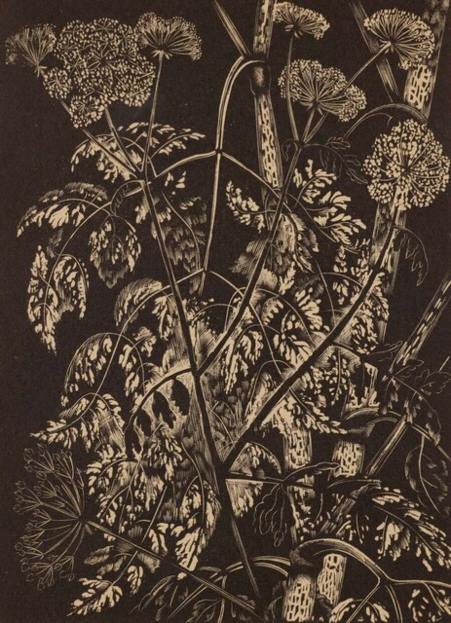 Hemlock (from William Dallimore, Poisonous Plants, London: Frederick Etchells & Hugh Macdonald, 1927)