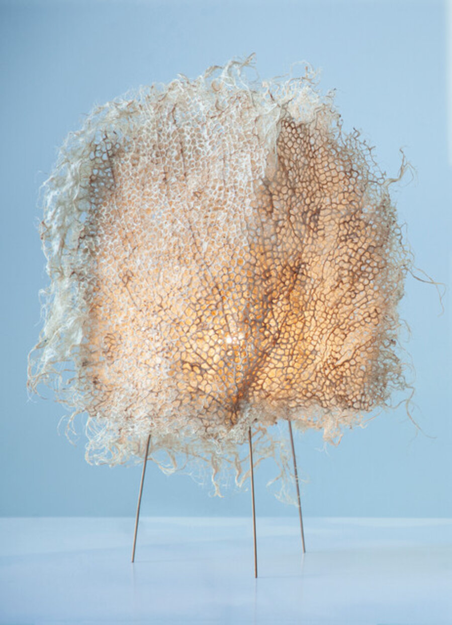 Root Lamp, Natural Seafan