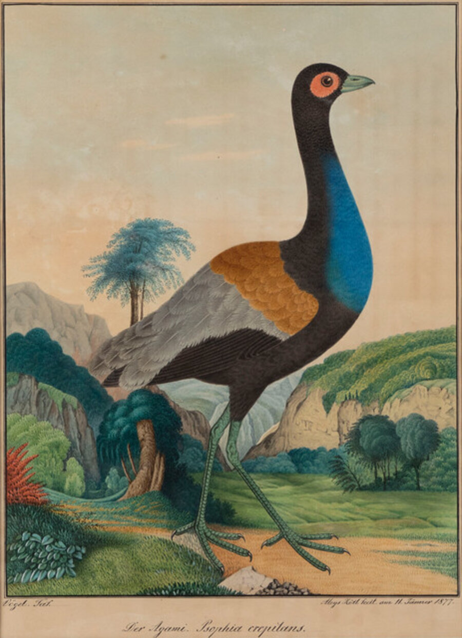 Der Agami, Psophia crepitans