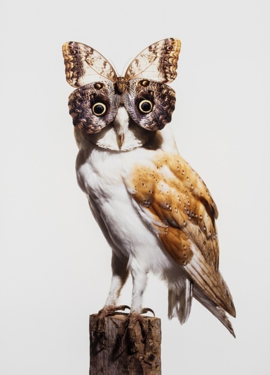 Owl with Butterfly