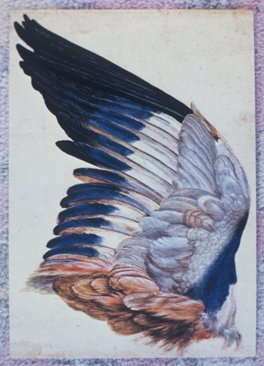 Study Dürer