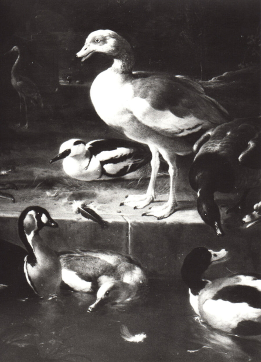 Untitled (Waterfowl)