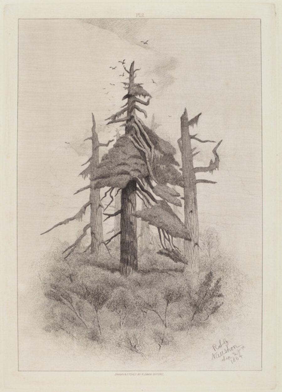 Old Trees at Naushon Island