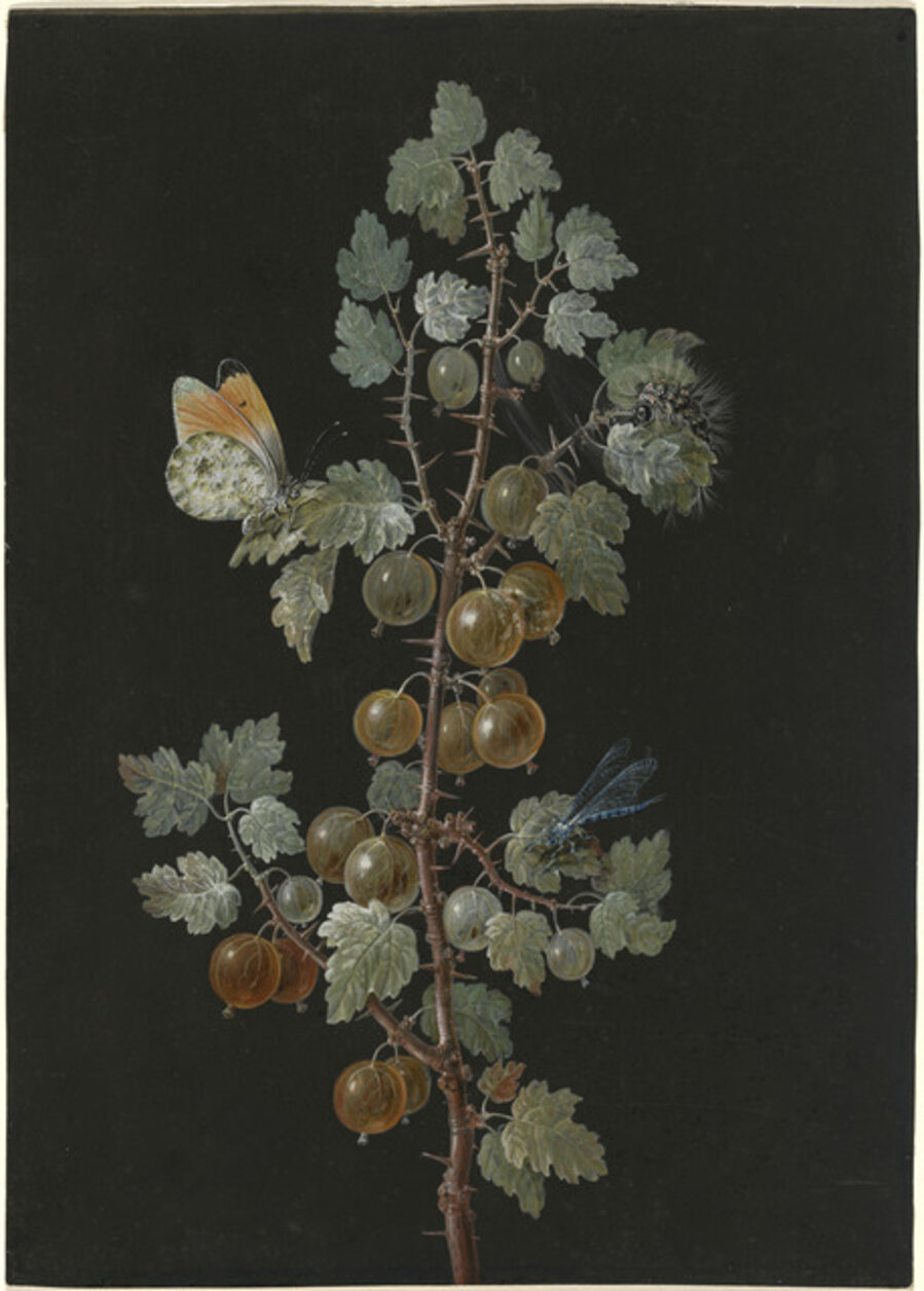 A Branch of Gooseberries with a Dragonfly, an Orange-Tip Butterfly, and a Caterpillar
