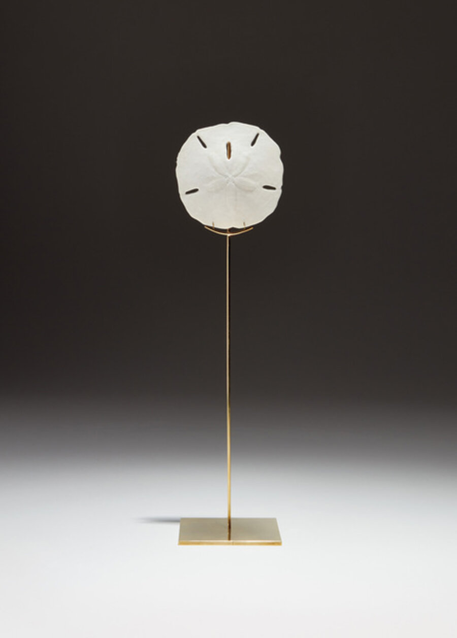 Sand Dollar Sculpture