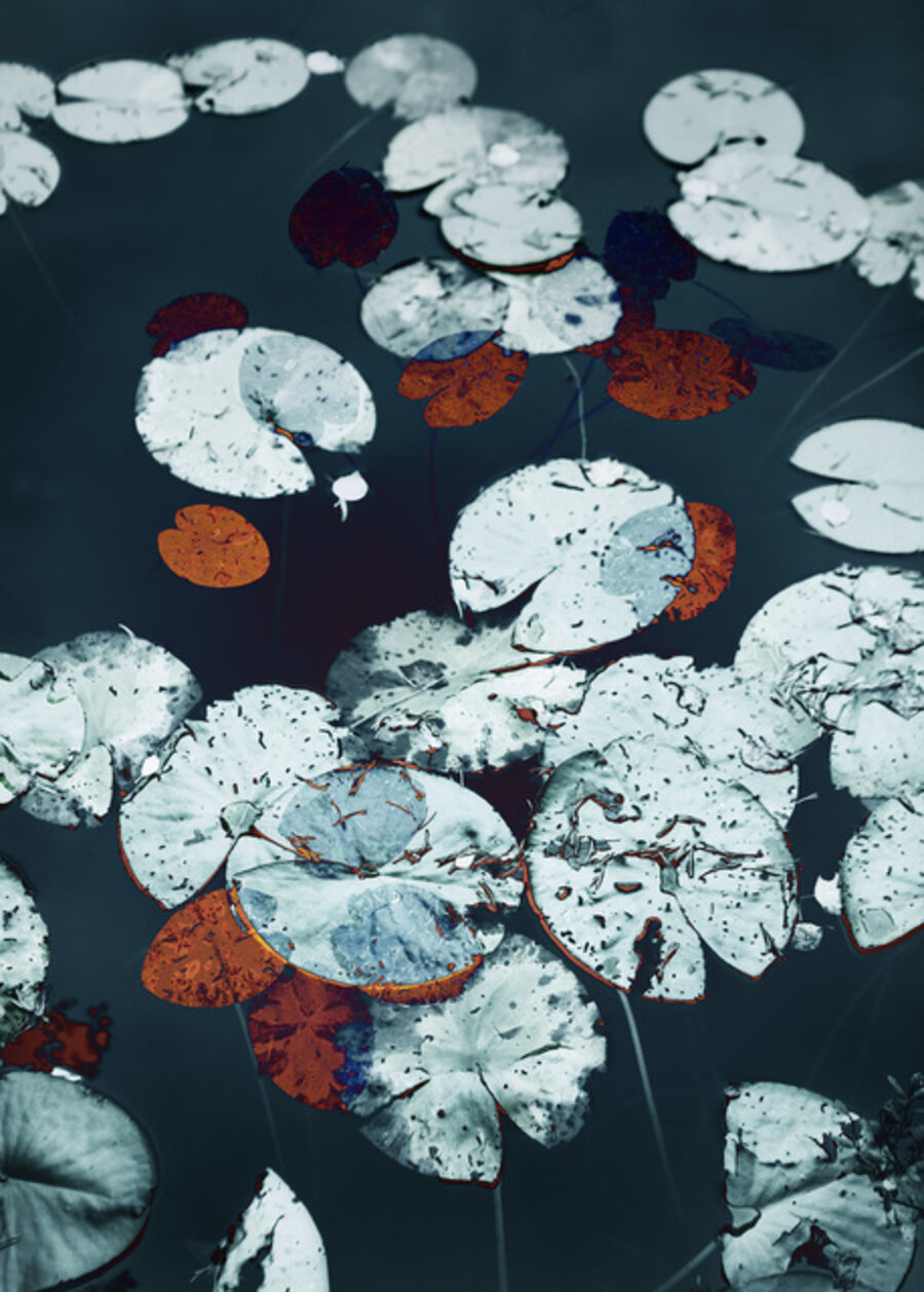 Water Lilies 16