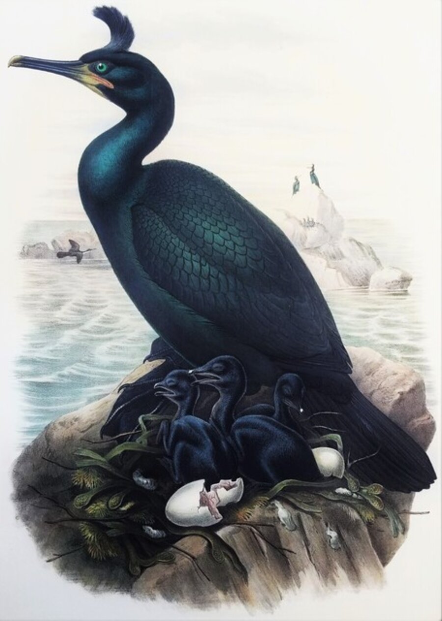 Phalacrocorax Graculus (Spectacled Cormorant)