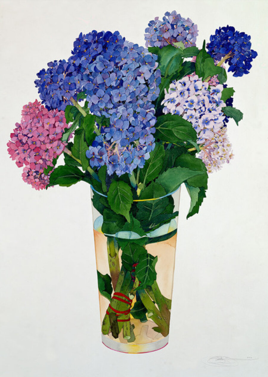 Hydrangea: San Francisco Symphony