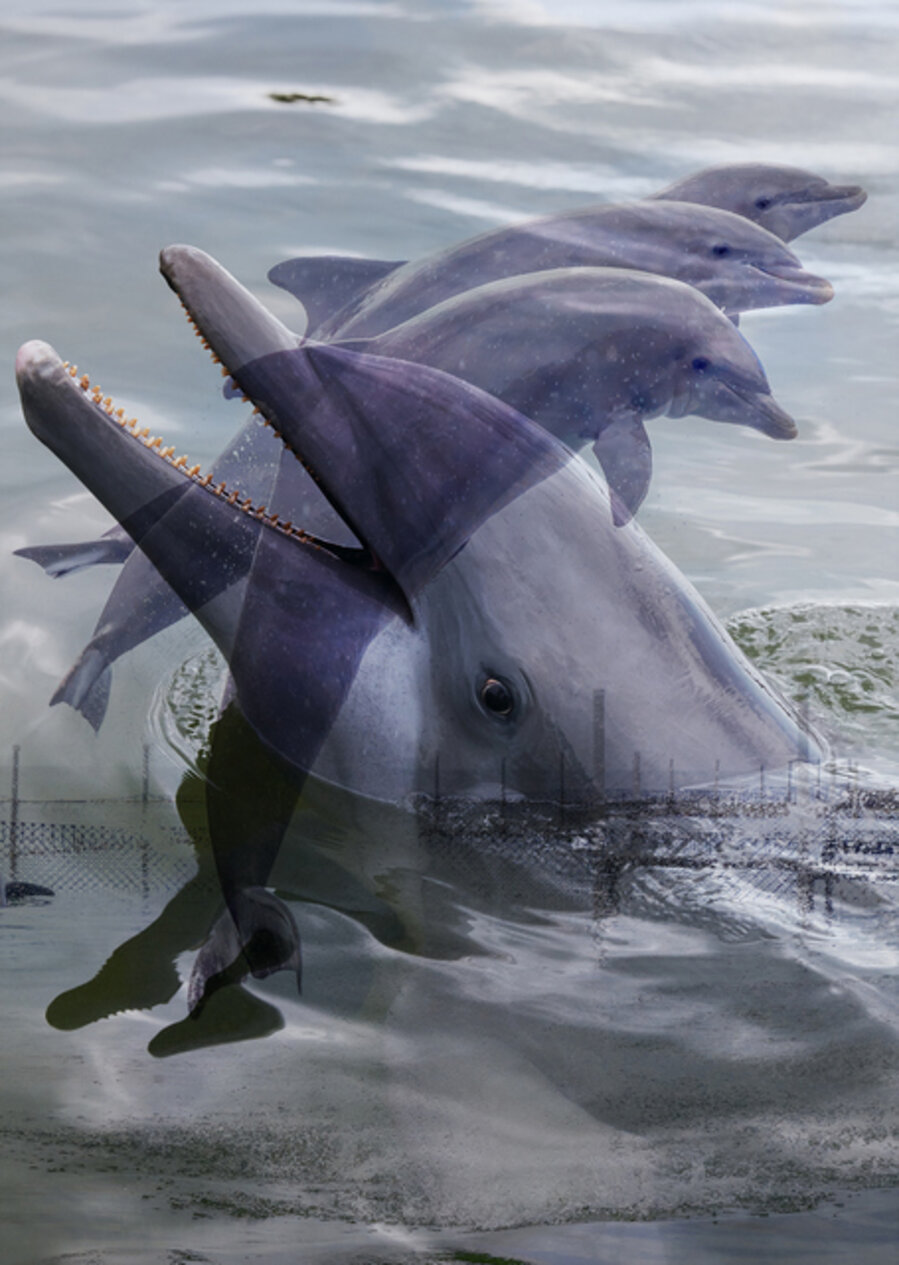 Double Dolphin