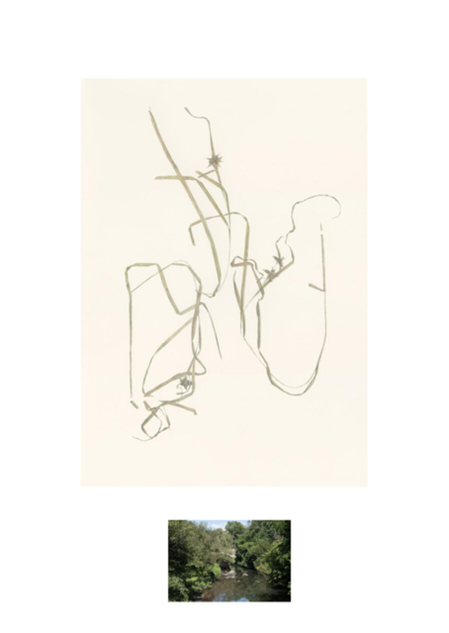 Carex grayi, Bronx Park, Bronx, 1936