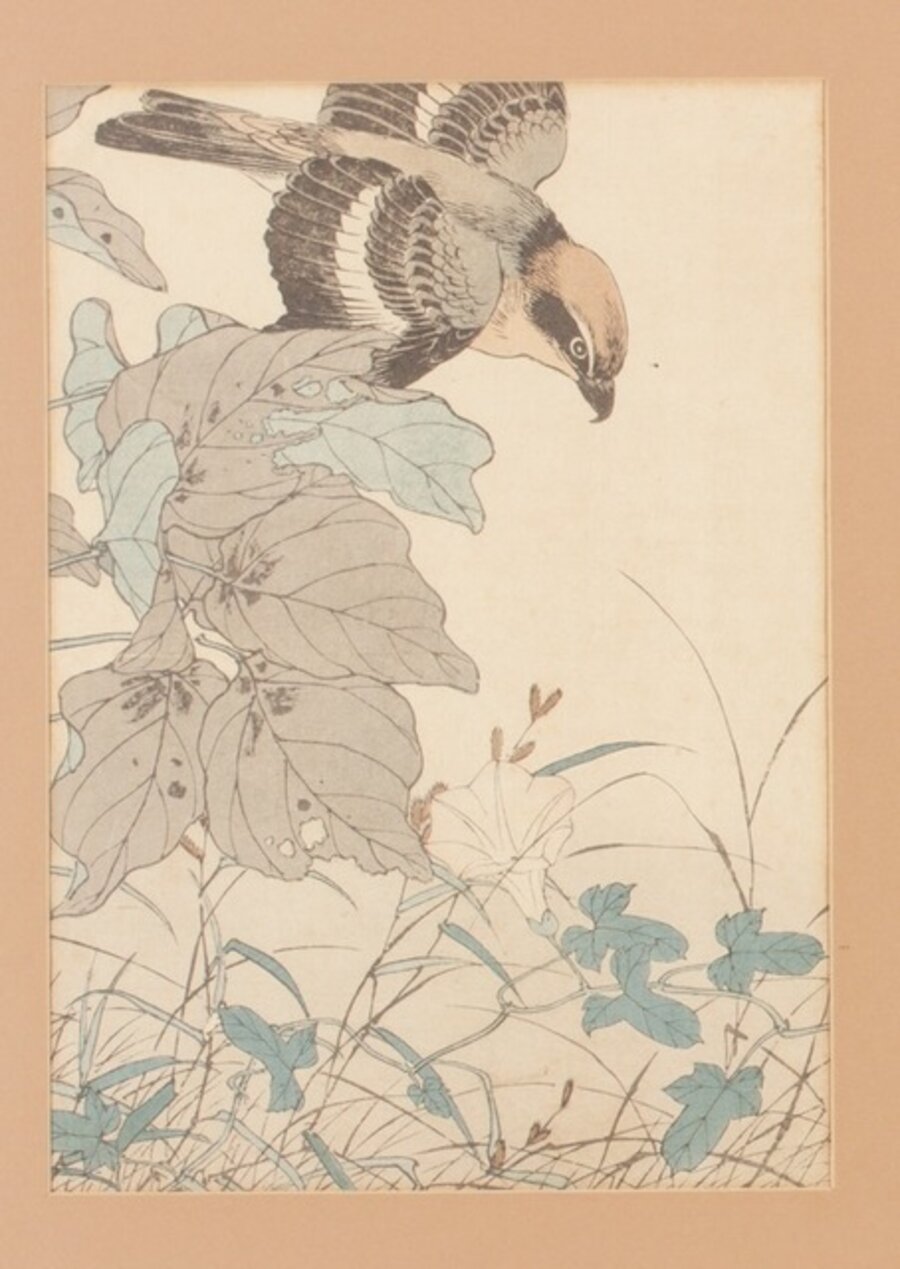 Azaleas y cuco (Satsuki-hototogisu 杜鵑花-子規)