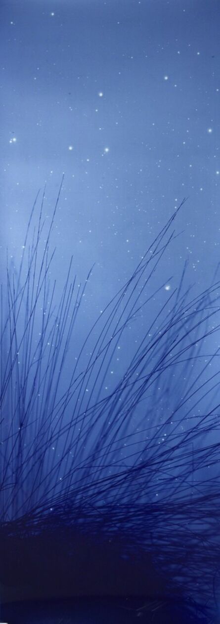 Susan Derges, ‘Star Field Reeds’, 2008