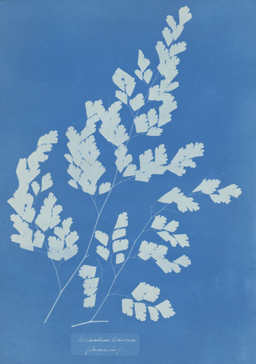 Adiantum tenerum (Jamaica)