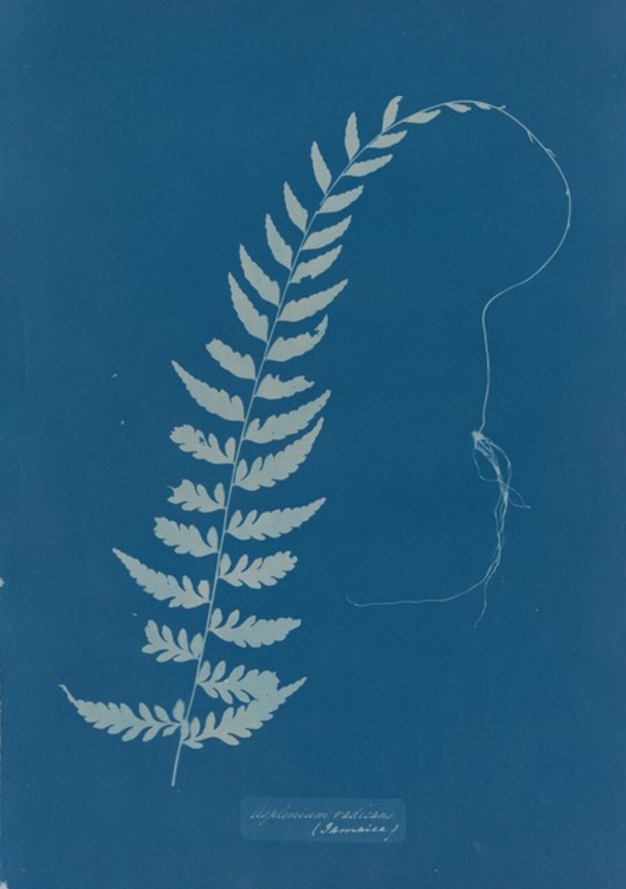 Asplenium radicans (Jamaica)