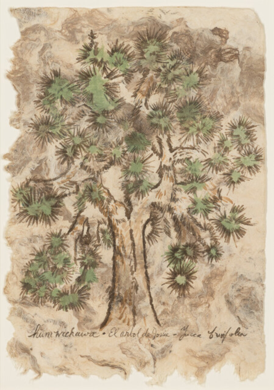 Humwichawa / El Árbol de Josué / Yucca brevifolia