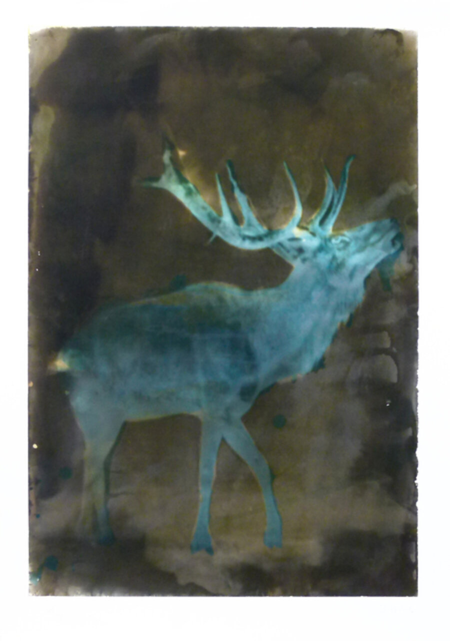 Deer