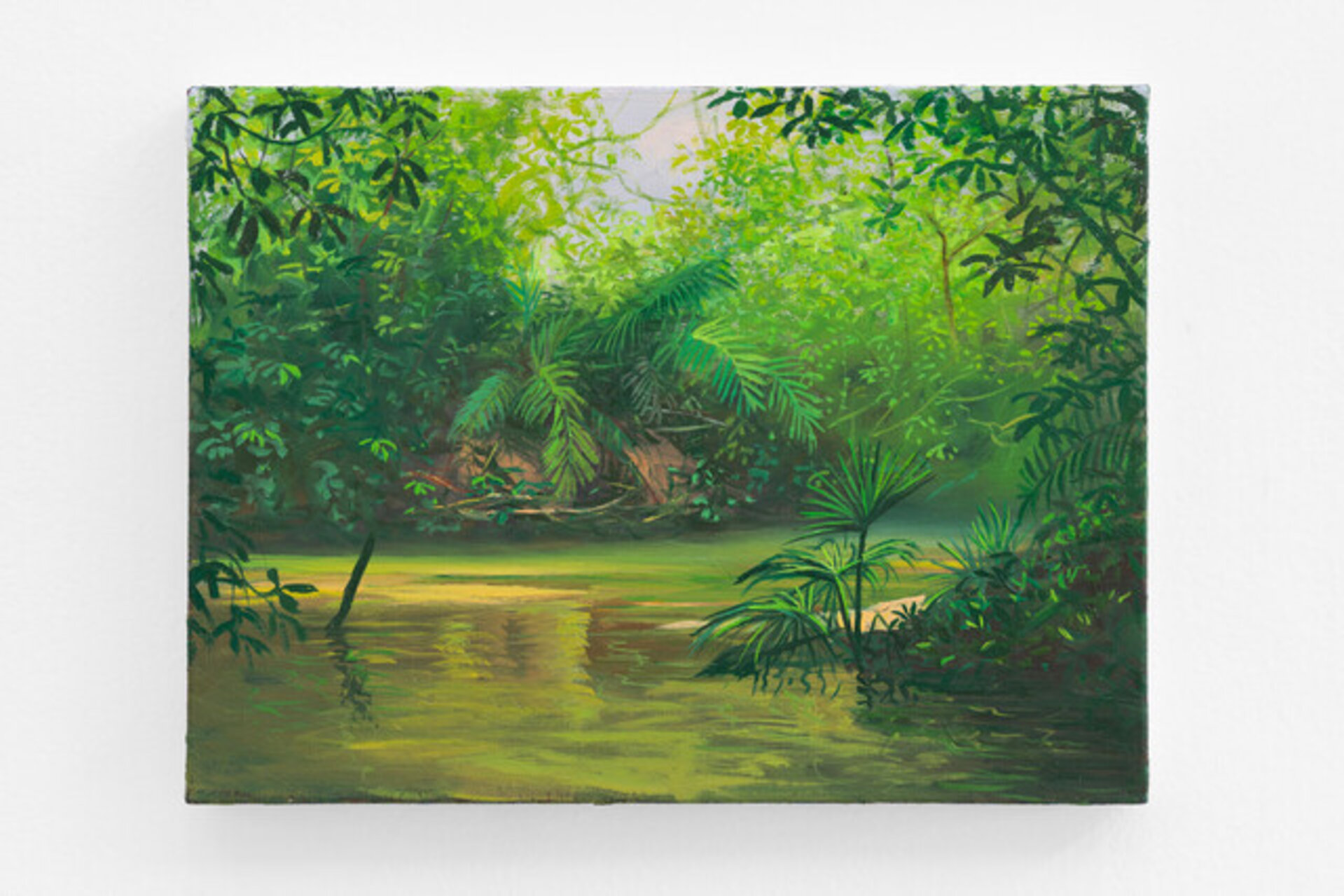 Palmeira acurí na beira do rio