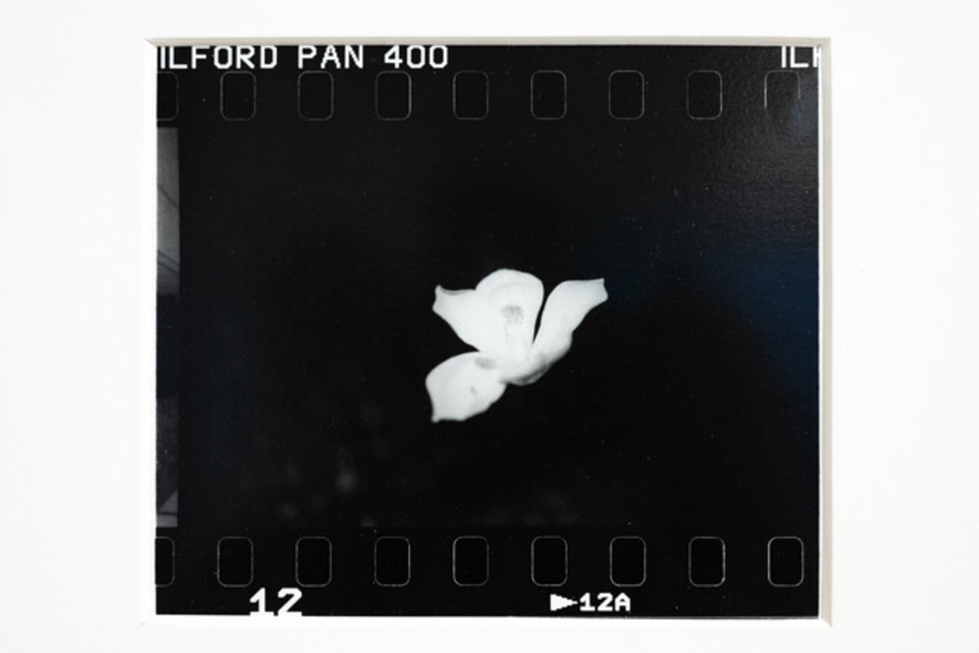Flor blanca en mayo