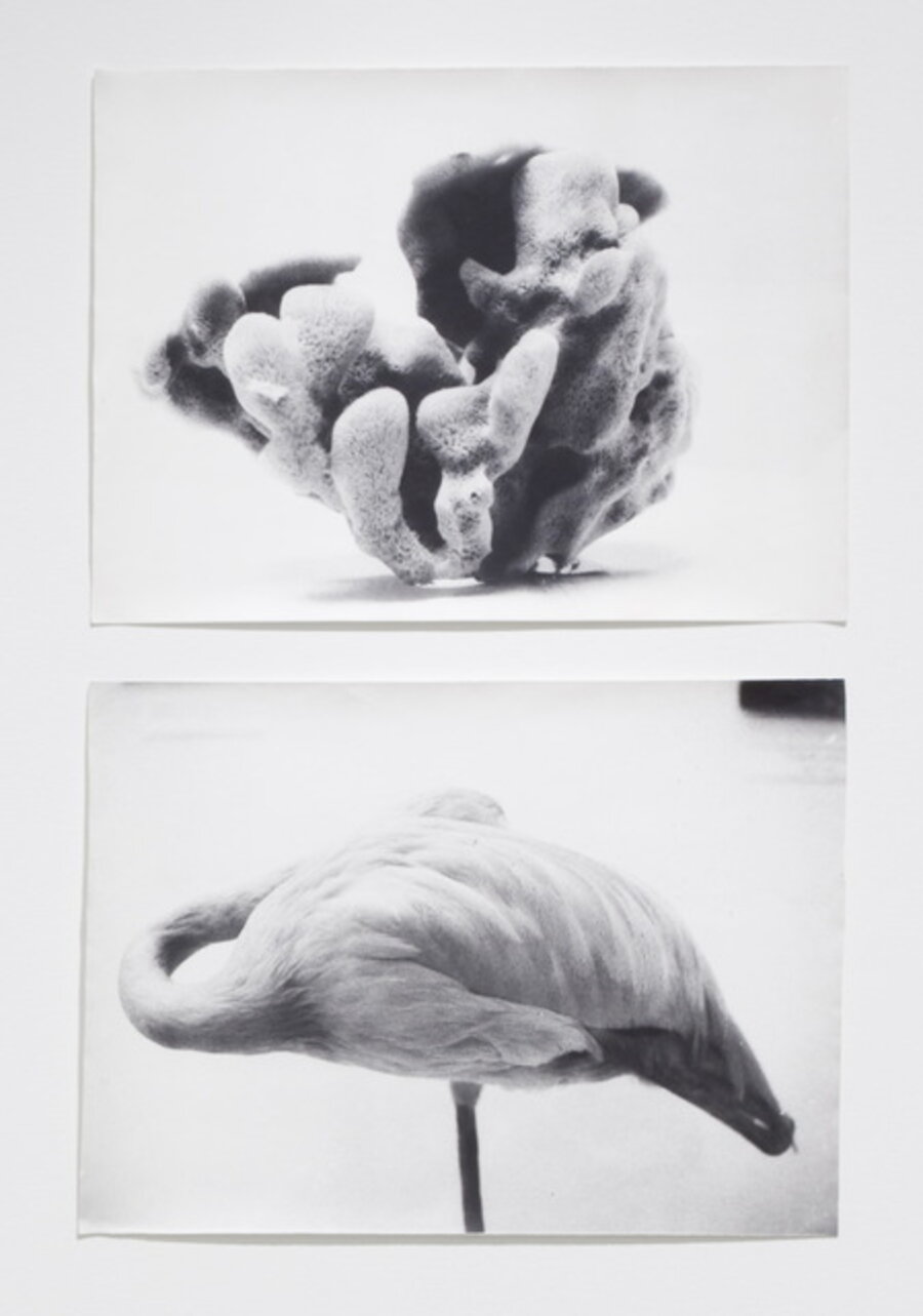 From Symmetry and Architecture (Sponge-Flamingo)