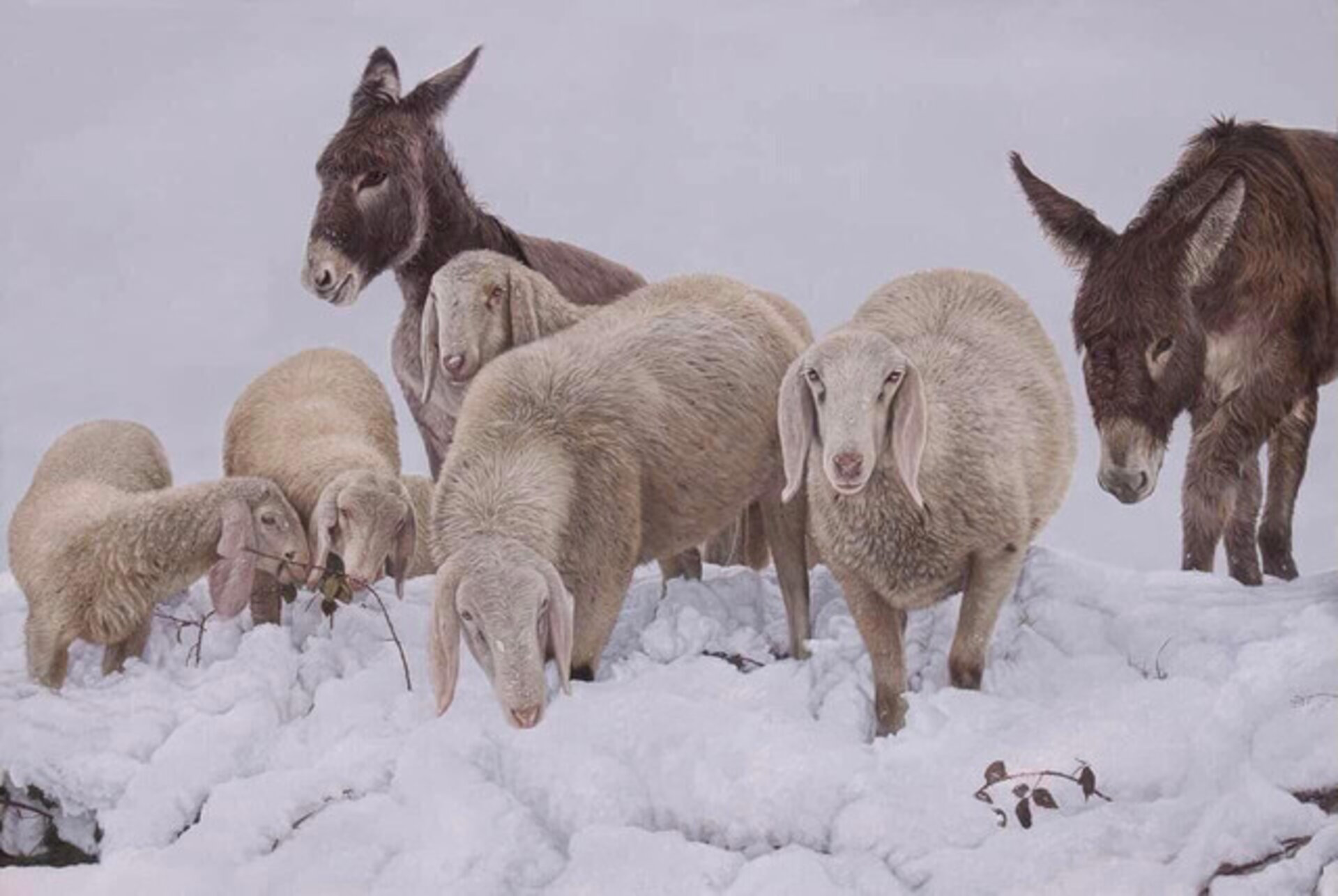 Tra Cielo e Neve