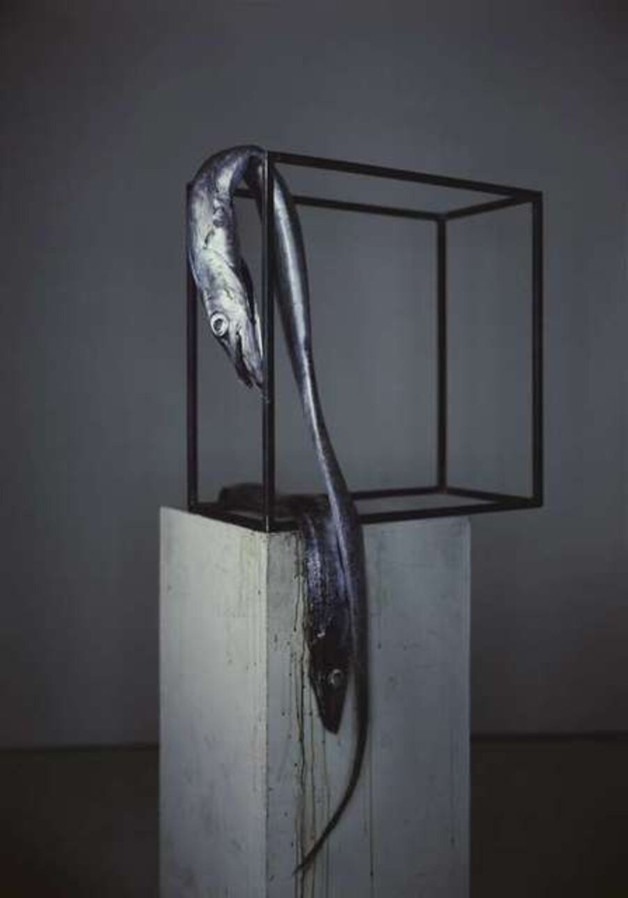 Sabre Fish