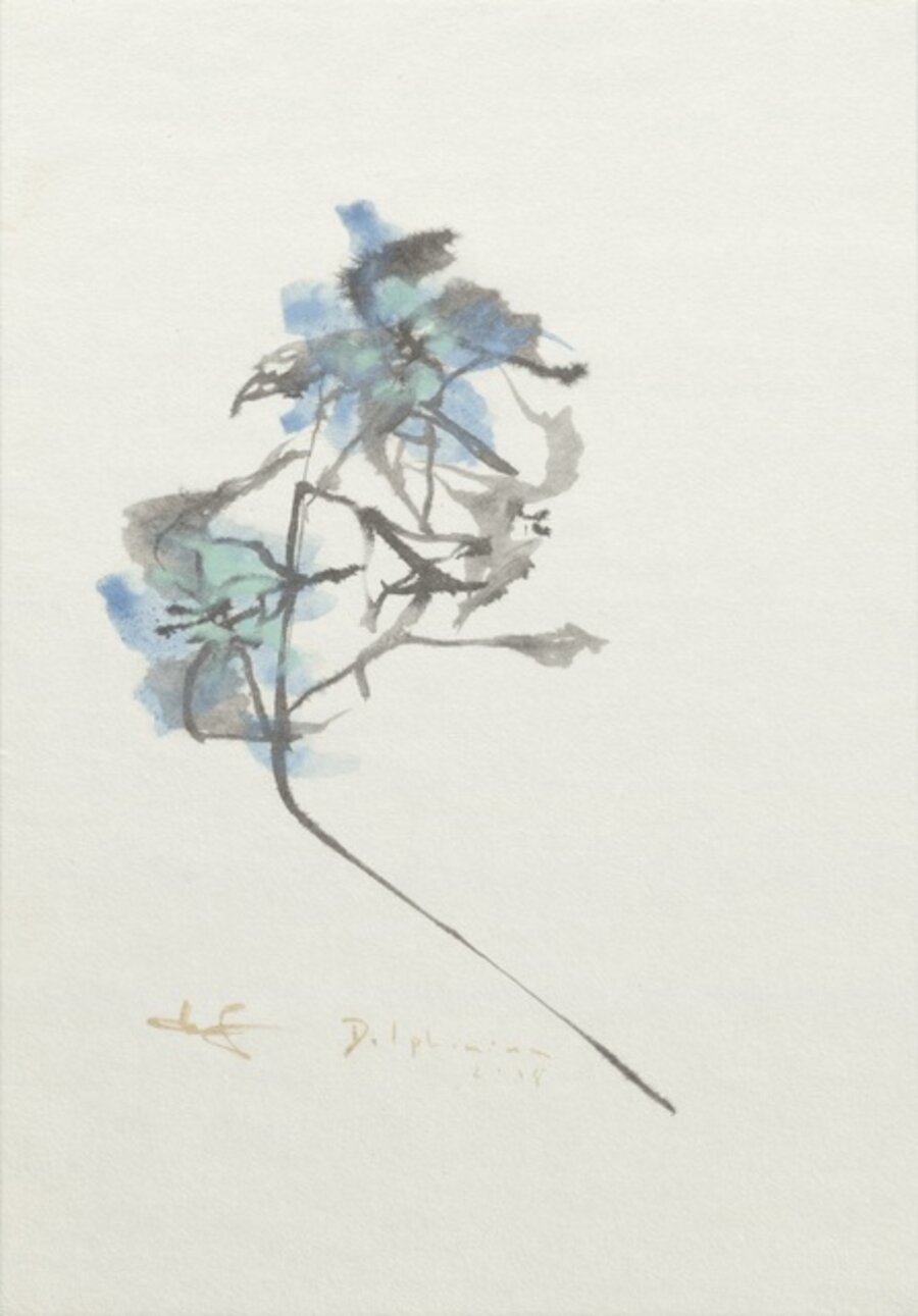 Delphiniums 飛燕草