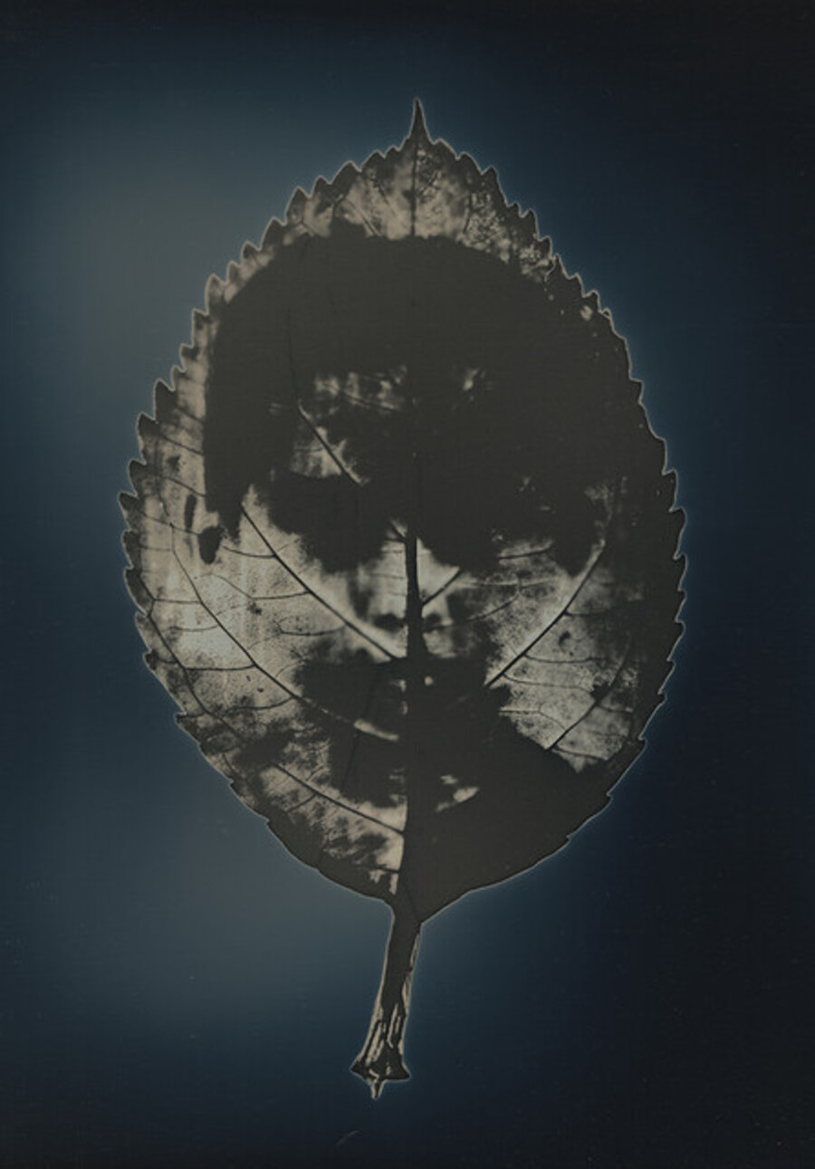 Untitled #21, from the series, "Aura of Botanical Specimen"