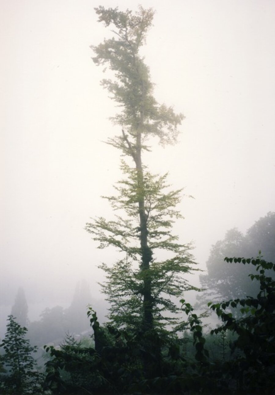 Untitled (Beech Tree)
