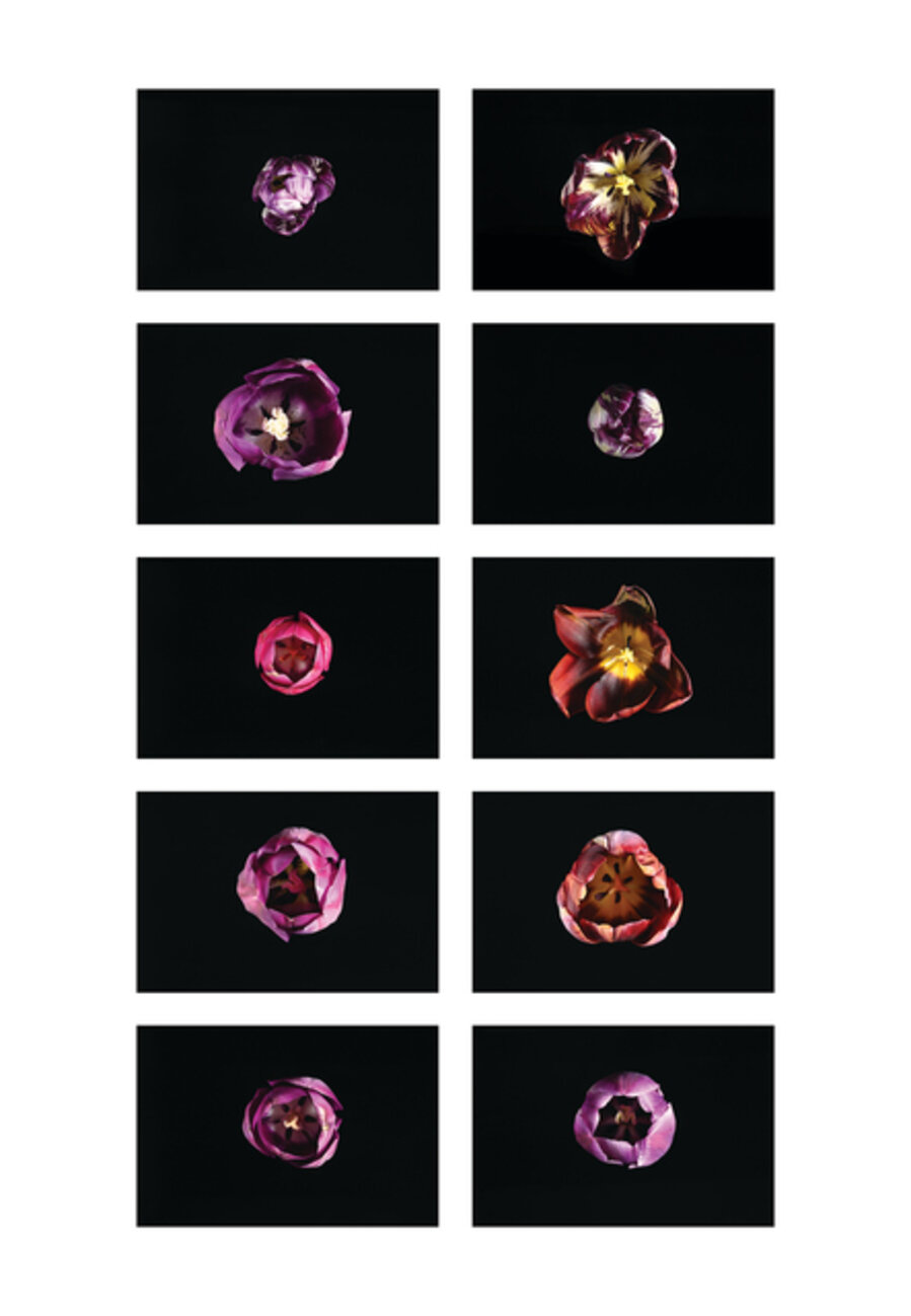 Contagion Garden (Chance Selection)