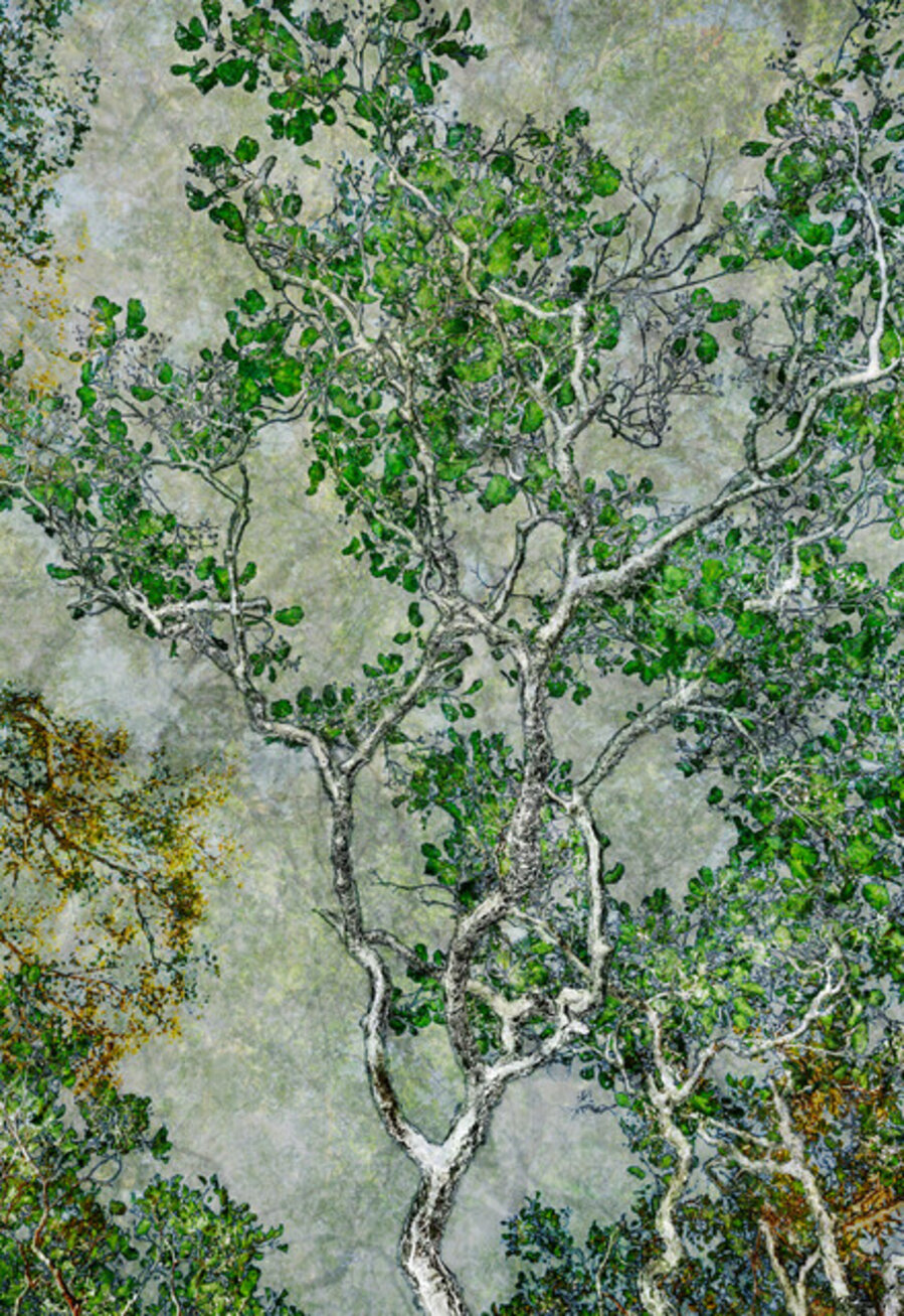 Forest 47