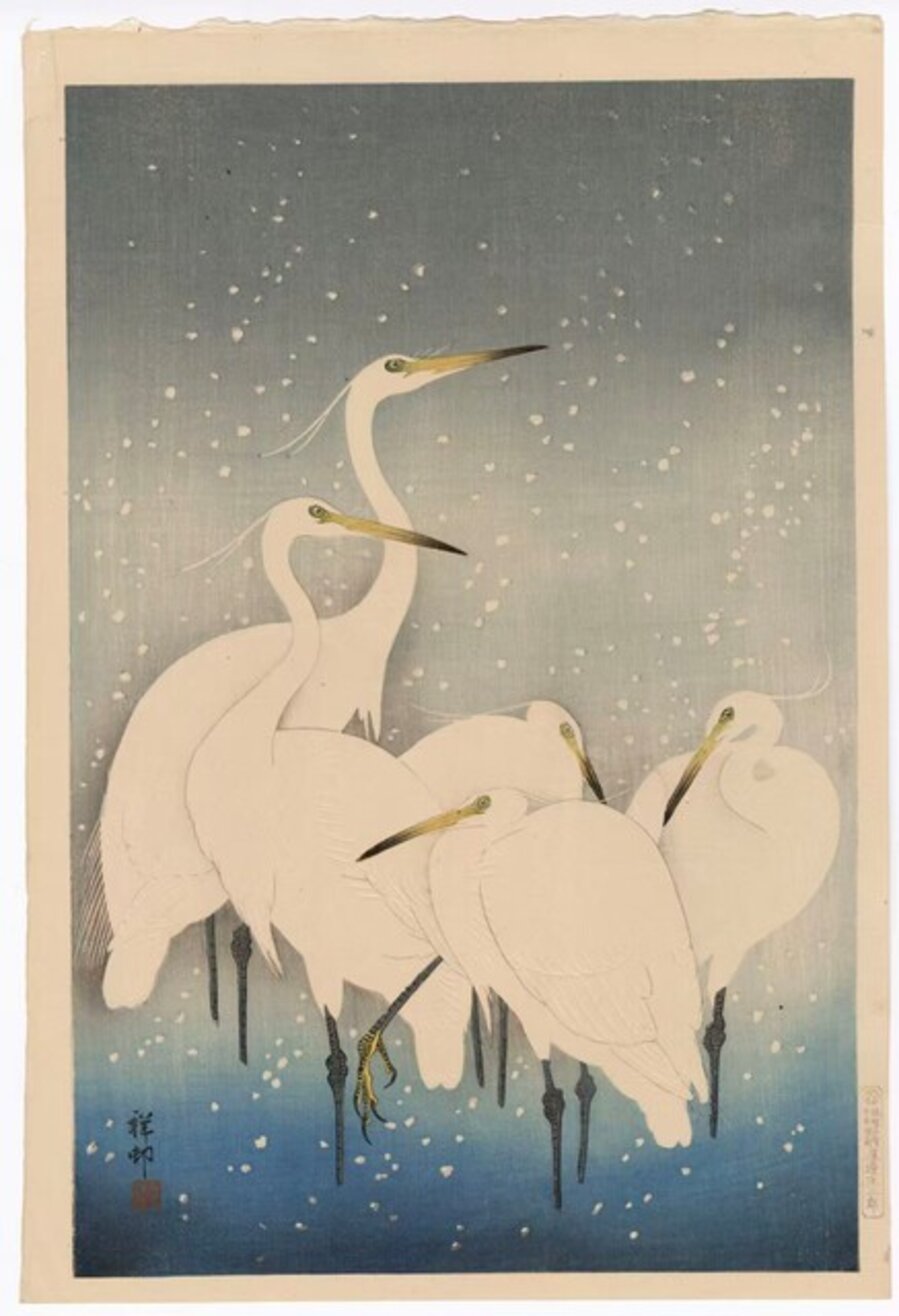 Five White Egrets
