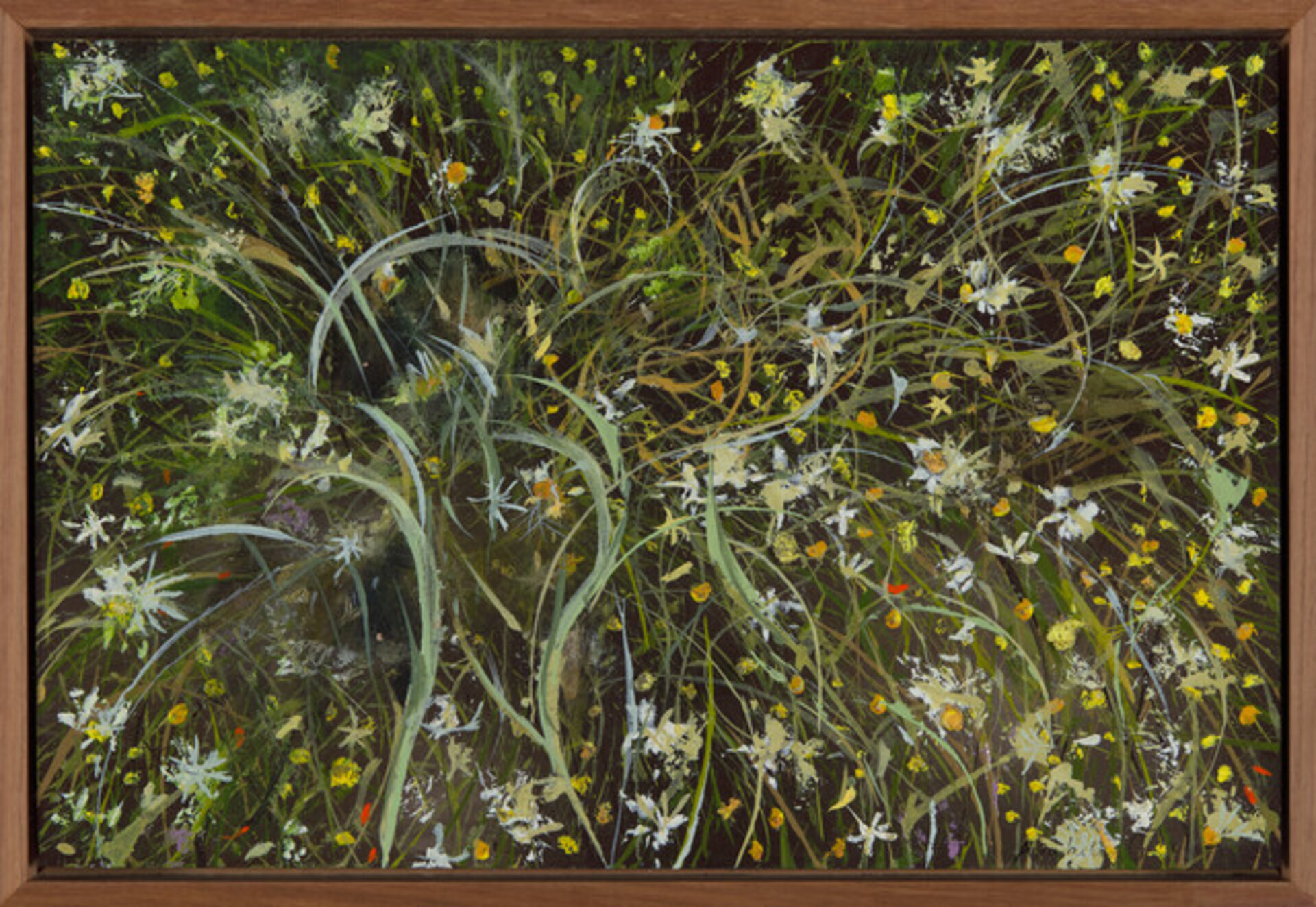 Wild Chamomile