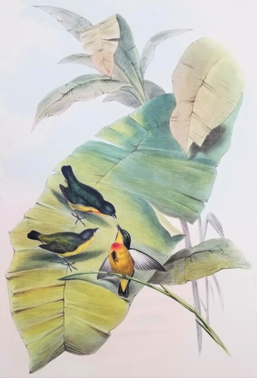 Myzanthe Ignipectus (Fire-breasted Flowerpecker)