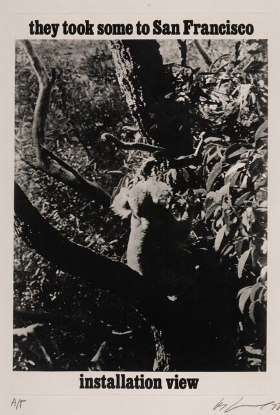 Bears (Koalas) (4 works)