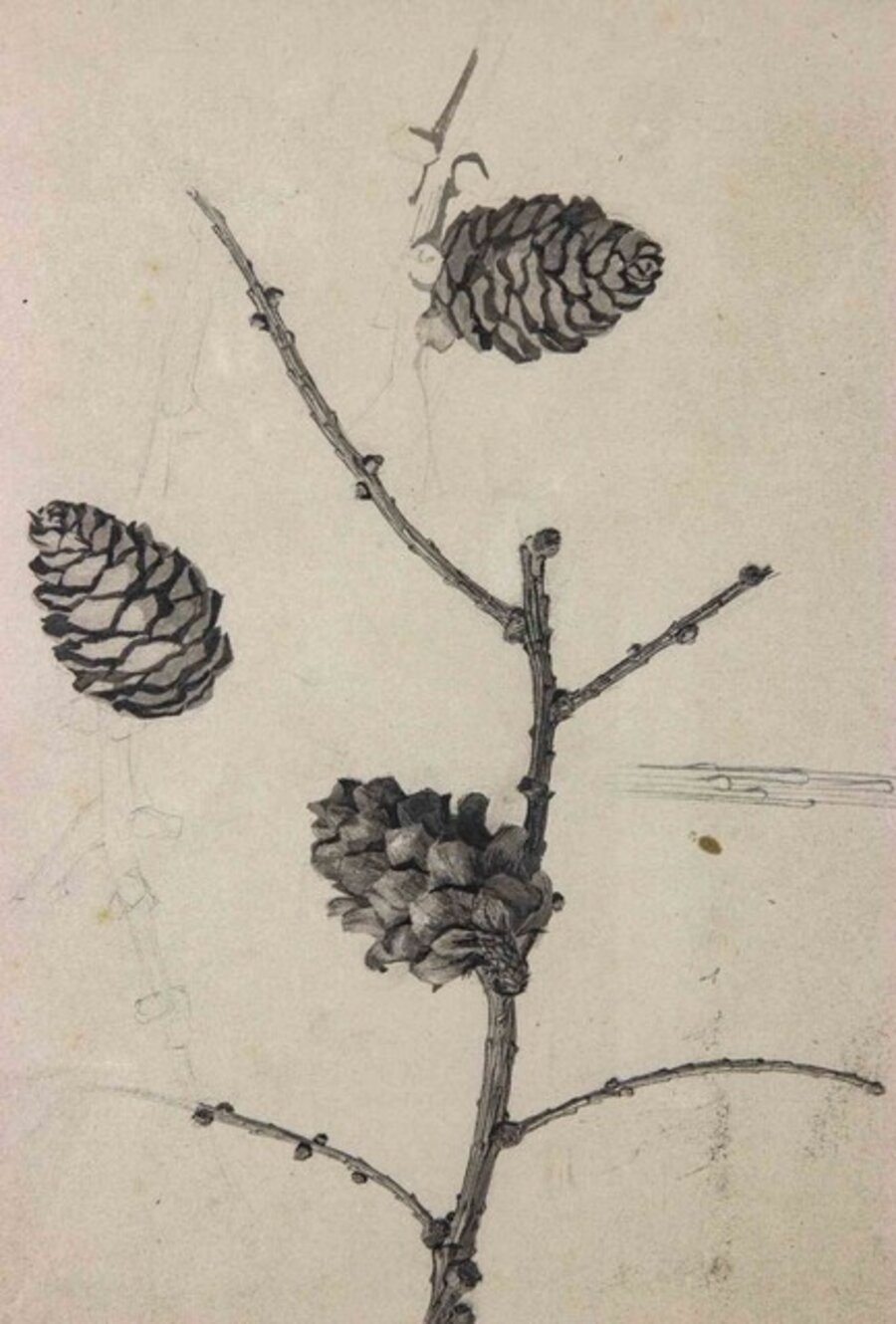 Still Life