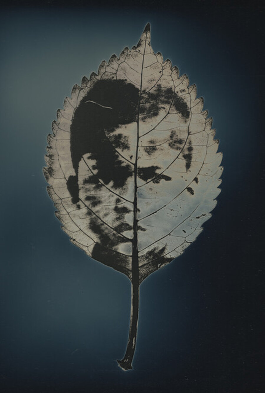 Untitled #19, from the series, "Aura of Botanical Specimen"
