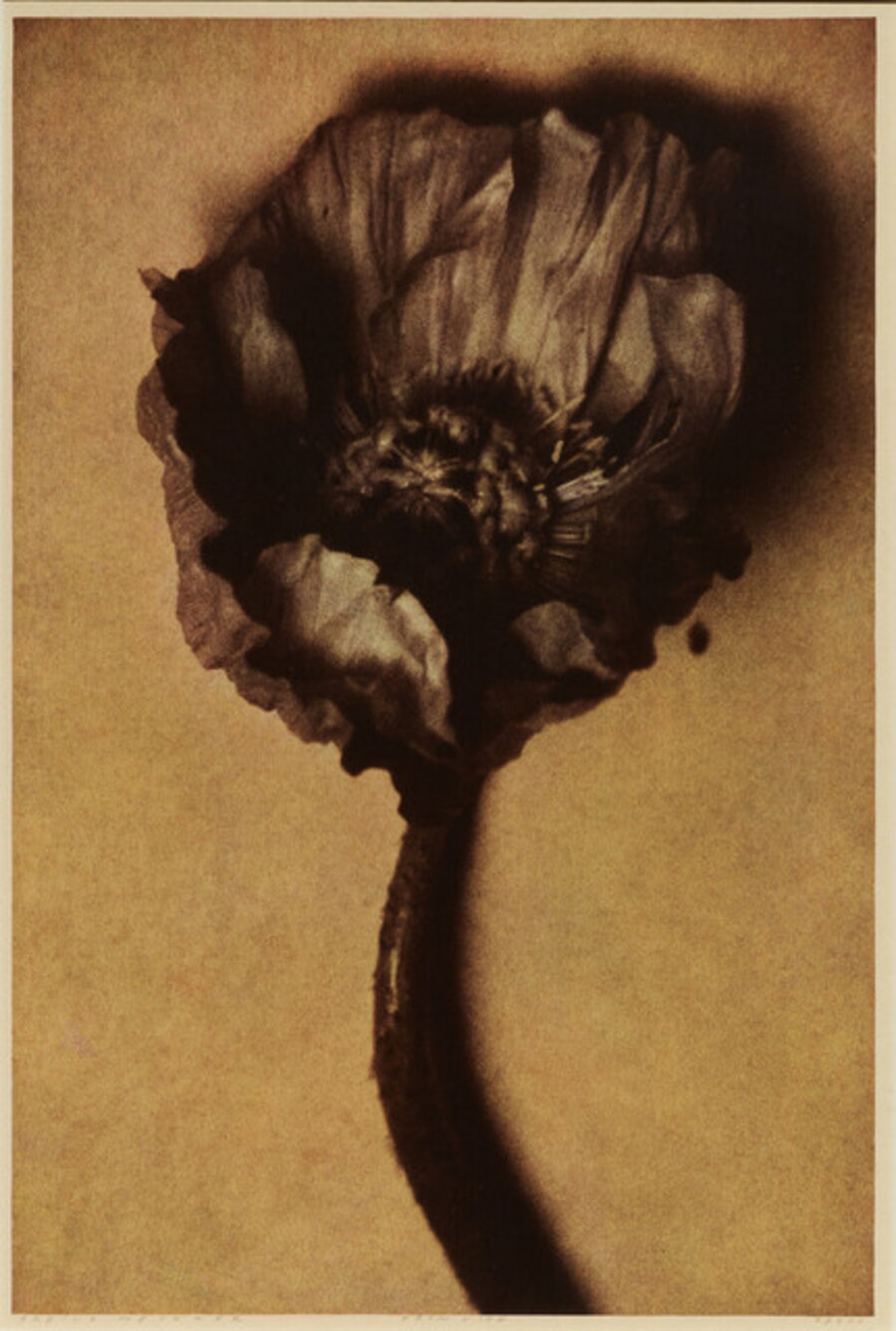 Poppy