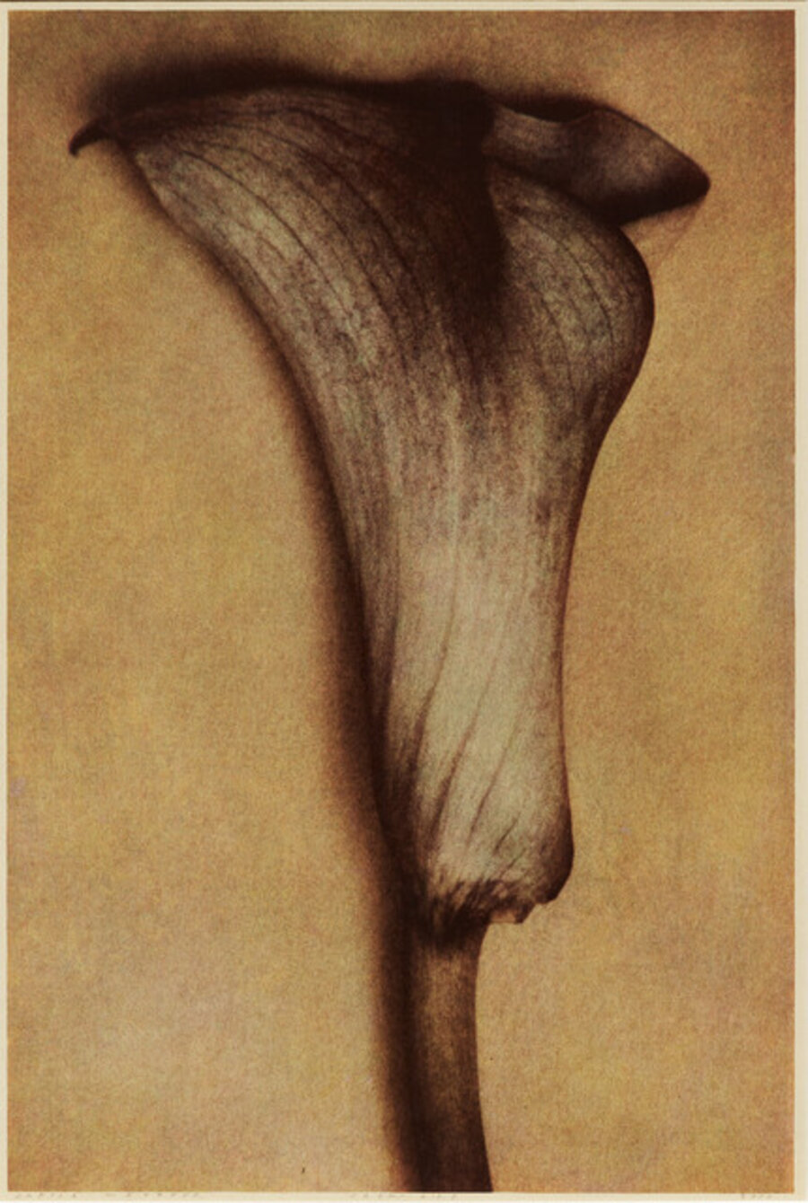Full Calla