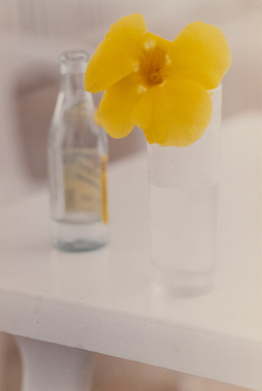 Yellow Flower, St. Barts